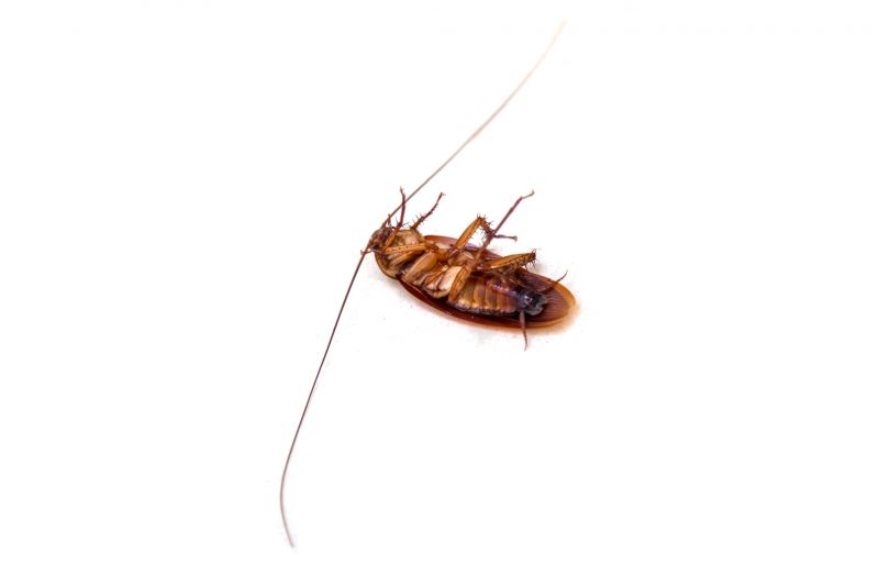 Cockroach Control Service