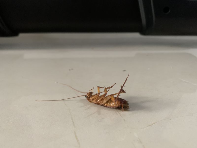 Cockroach Control Service