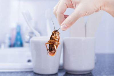 Cockroach Control Service