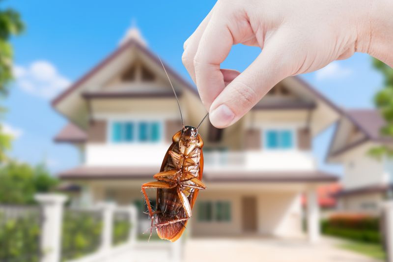 Cockroach Control Service