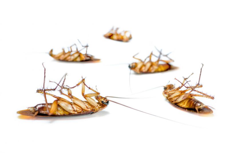 Signs You Have A Roach Infestation In Your Home Or Business
