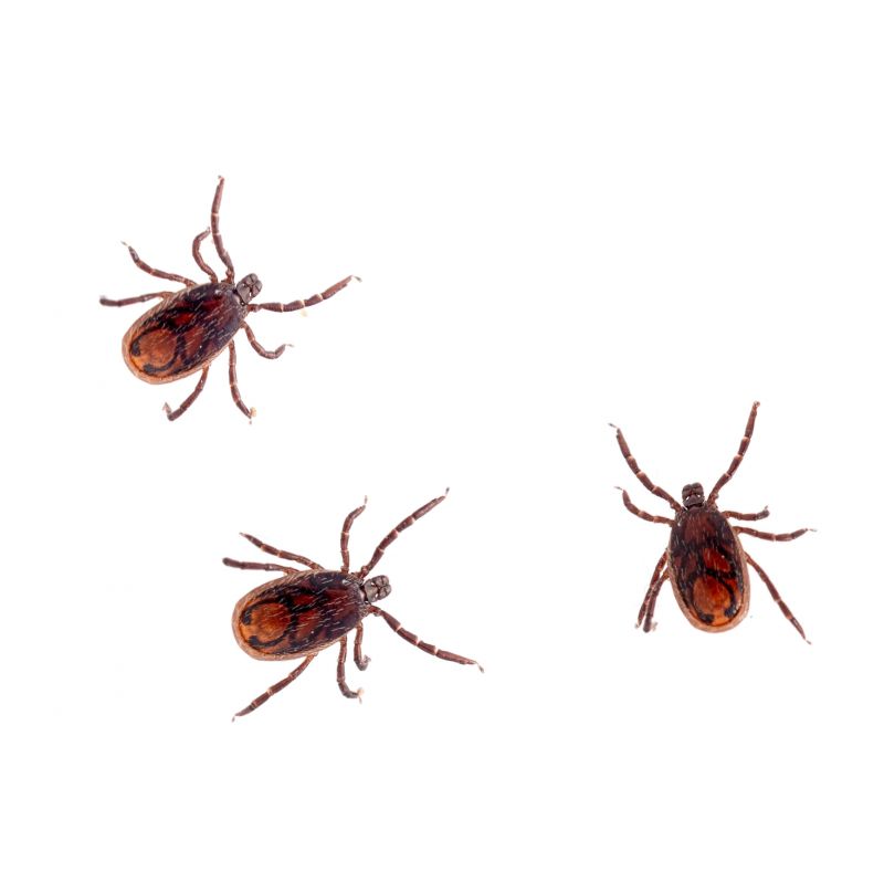Why Commercial Flea And Tick Control Is Important For Businesses