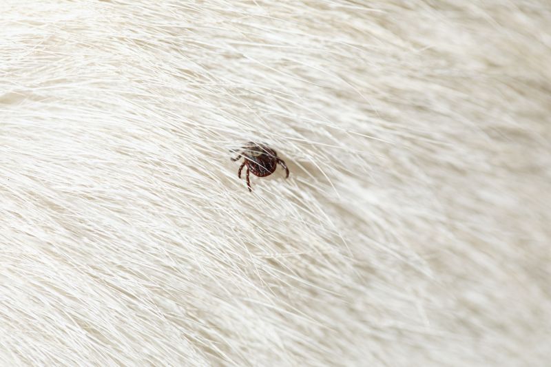 Why Commercial Flea And Tick Control Is Important For Businesses