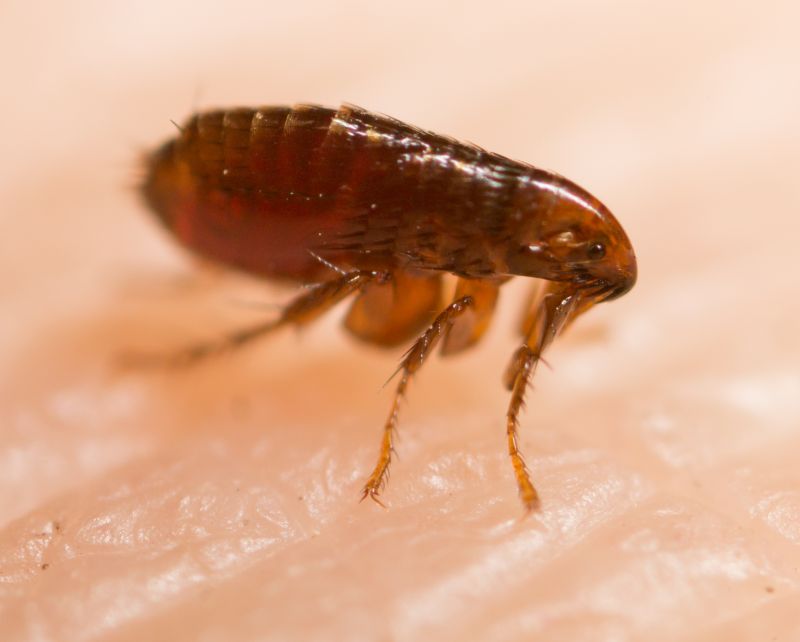 Why Commercial Flea And Tick Control Is Important For Businesses