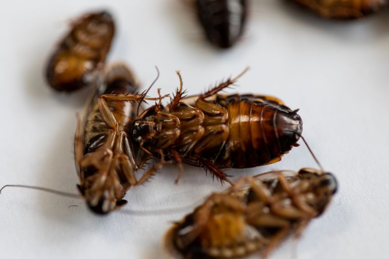 Why Roaches Are One Of The Most Persistent Household Pests