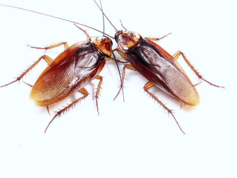 Why Roaches Are One Of The Most Persistent Household Pests