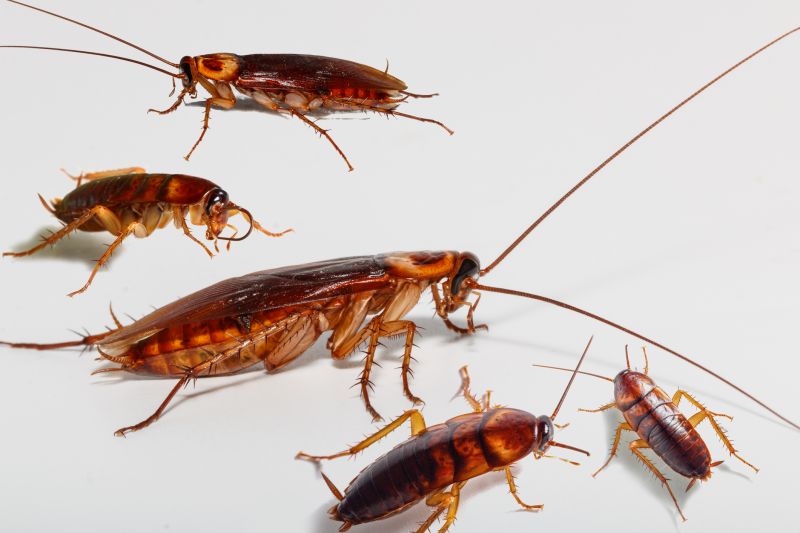 Why Roaches Are One Of The Most Persistent Household Pests
